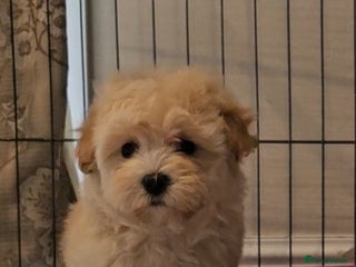 Maltipoo dogs F1 Maltipoo puppies - Advert 1