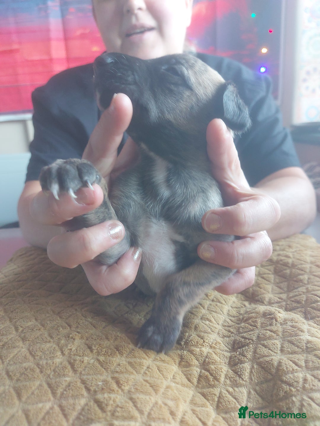 Whippet dogs for sale: Whippet Puppies - Image 6
