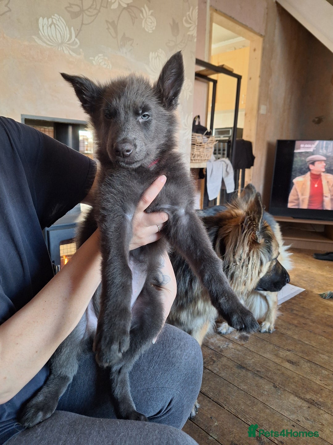 German Shepherd dogs for sale: 10 Healthy Beautiful German shepherds - Image 11
