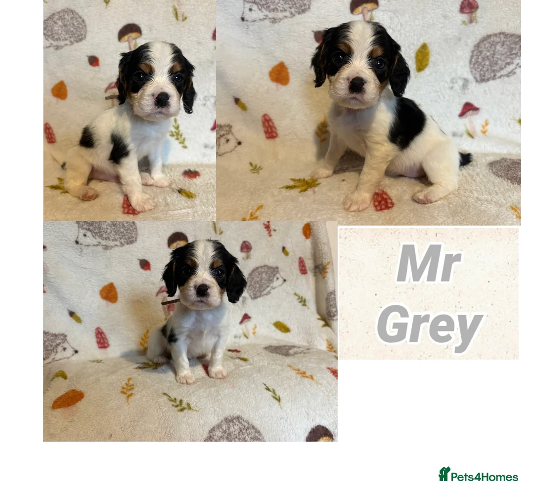 Cockalier dogs for sale: Stunning Cockalier Puppies (5 male, 2 female) - Advert 4