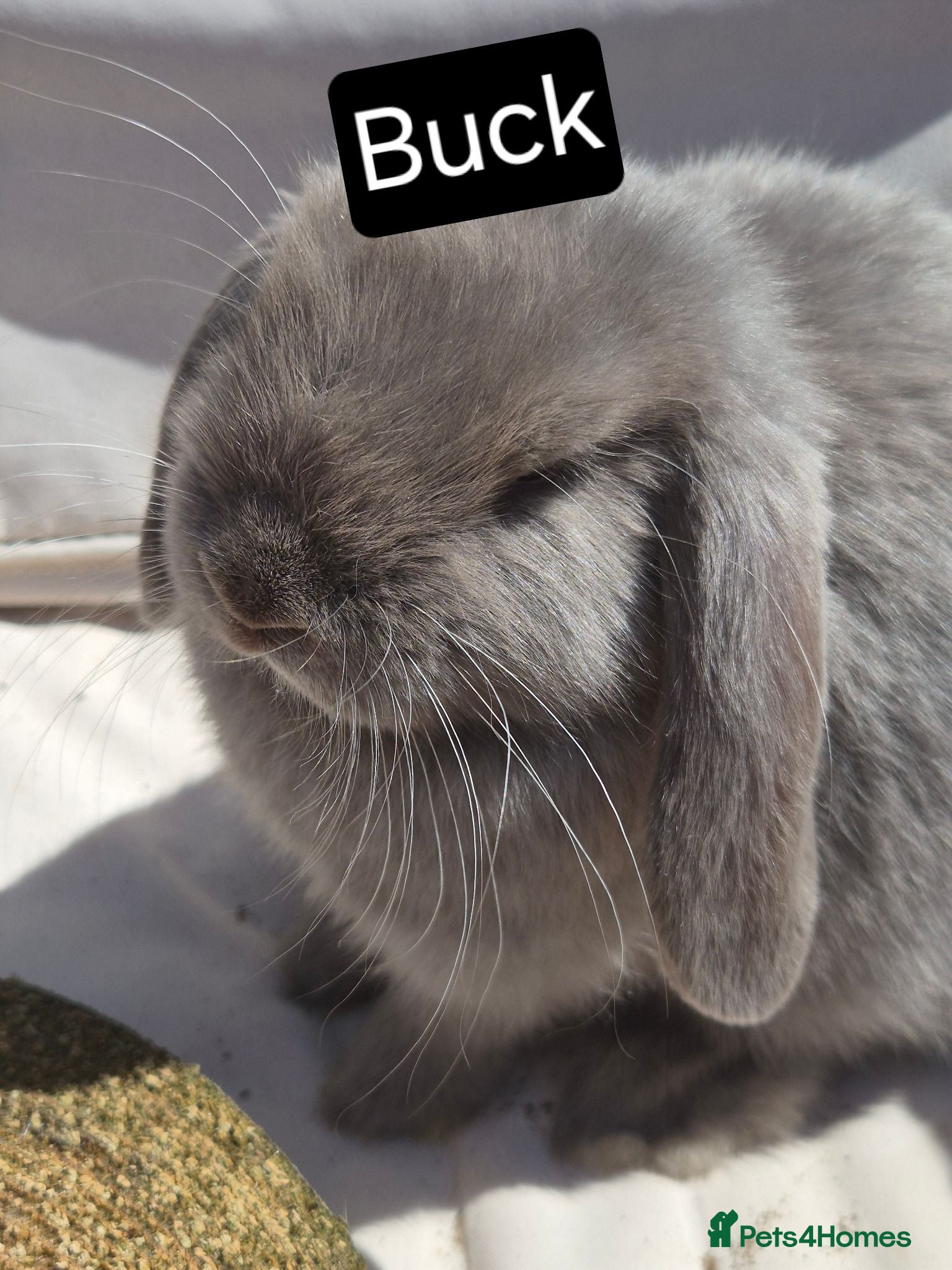 Mini Lop rabbits 🐰 Beautiful Mini Lop Babies – Ready Now 🐰 - Advert 1