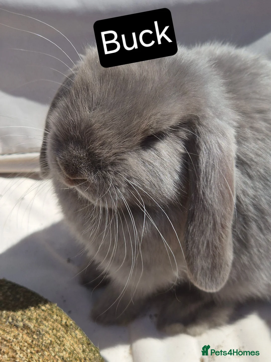Mini Lop rabbits for sale: 🐰 Beautiful Mini Lop Babies – Ready Now 🐰 - Advert 1