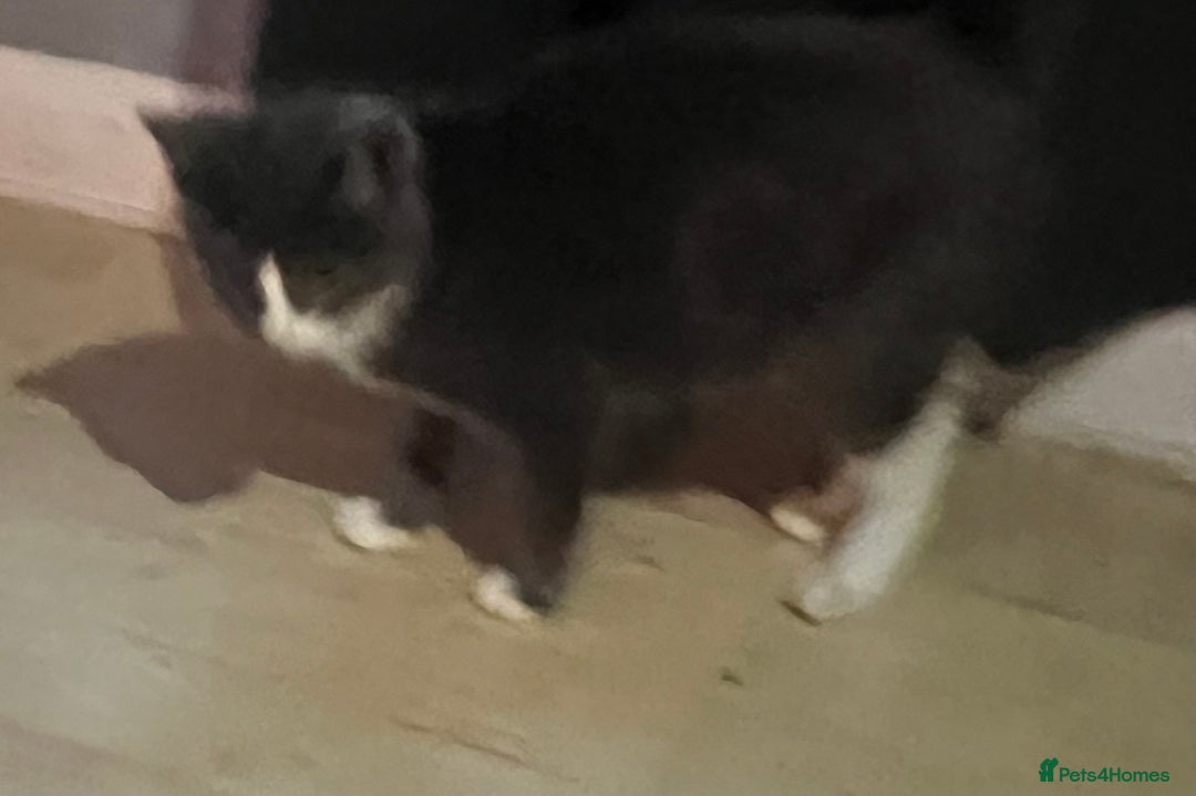 Mixed Breed cats for sale: Munchkin x British shorthair kittens - Advert 31