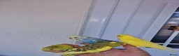 Budgerigars birds for sale: Super silly hand tamed baby budgies  - Advert 12