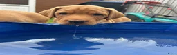 Labrador Retriever dogs for sale: 3 FoxRed Labrador Boys Available  - Advert 20