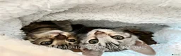Bengal cats for sale: Snow Bengal 12 weeks GIRL kitten for sale  - Advert 11