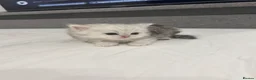 Persian cats for sale: Beautiful Persian Kittens - Advert 5