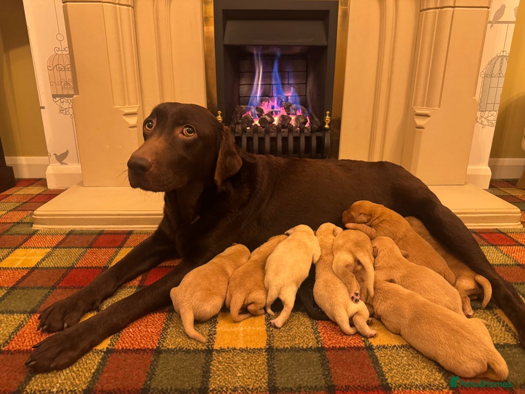 Labrador Retriever dogs for sale: Beautiful KC pups, health tested & superb lineage - Advert 3