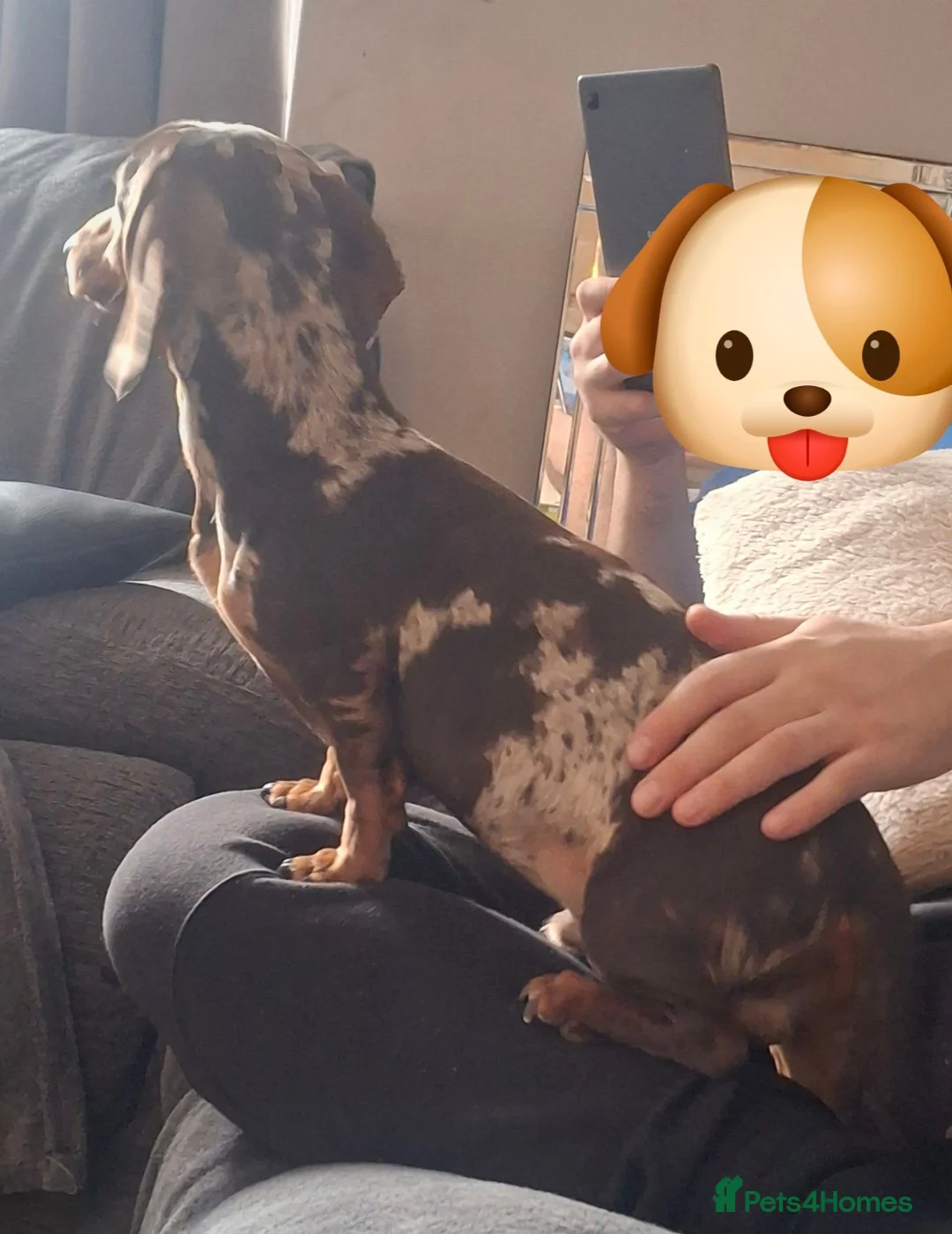 Miniature Dachshund dogs for sale: Minature DACHSHUND chocolate dapple  - Advert 2