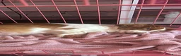 Miniature Dachshund dogs for sale: 2 LEFT Beautiful Longhaired Miniature Dachshunds - Advert 5
