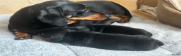 Miniature Dachshund dogs for sale: KC Miniature Black Tan Dachshund  in Bedford - Advert 12