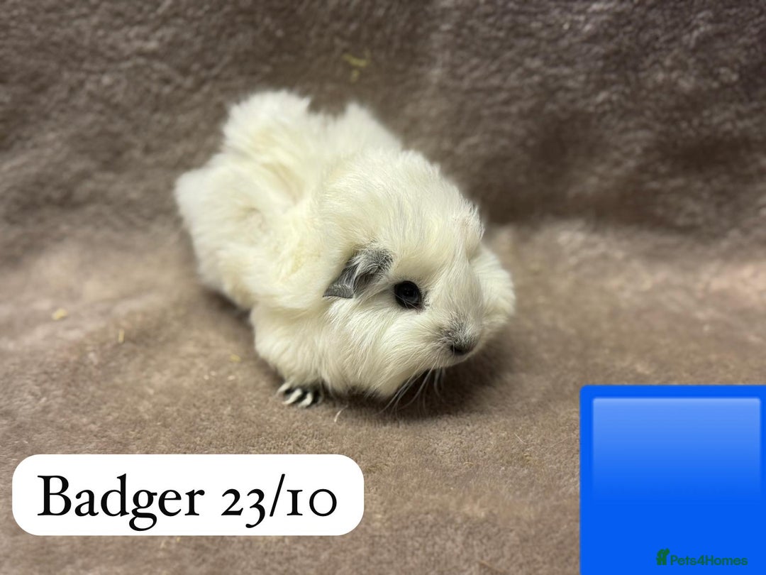 Guinea Pig rodents for sale: Gorgeous baby male guinea pigs ready soon - Advert 3