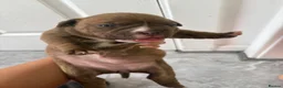 American Bully dogs for sale: **MICRO BULLY PUPPIES *** - Advert 6