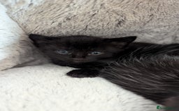 Mixed Breed cats for sale: Beautiful kittens.  - Image 6