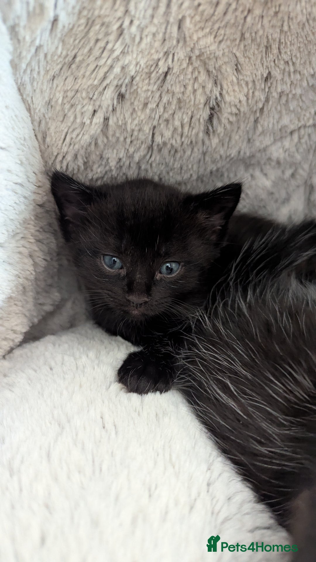 Mixed Breed cats for sale: Beautiful kittens.  - Image 6