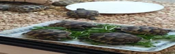 Tortoise reptiles for sale: Mediterranean spur thighed baby tortoises  - Advert 3