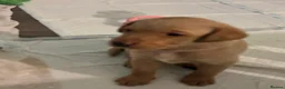 Labrador Retriever dogs for sale: Labradors - Advert 2