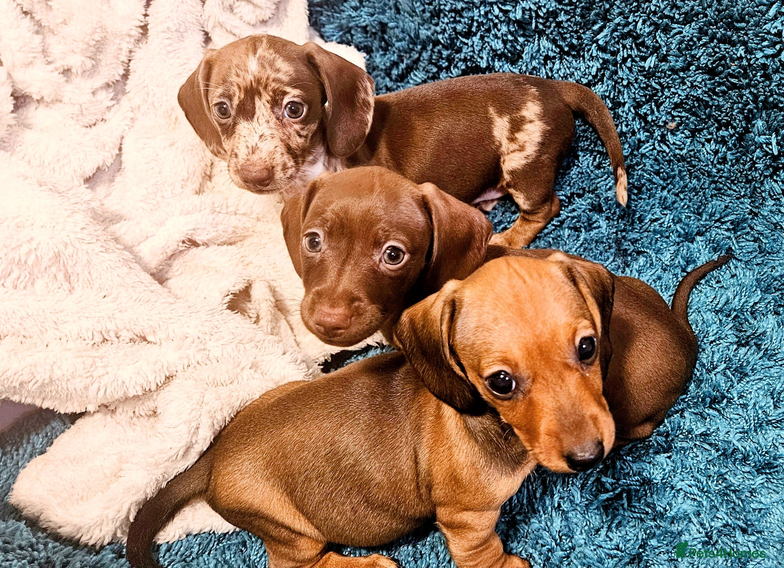 Miniature Dachshund dogs Miniature dachshund girls - Advert 2