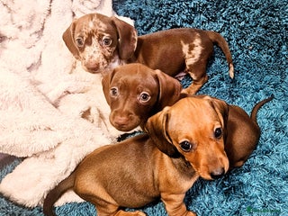 Miniature Dachshund dogs Miniature dachshund girls - Advert 2