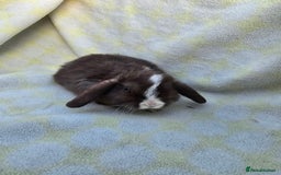 Mini Lop rabbits for sale:  stunning mini  lops   in Uxbridge - Image 6