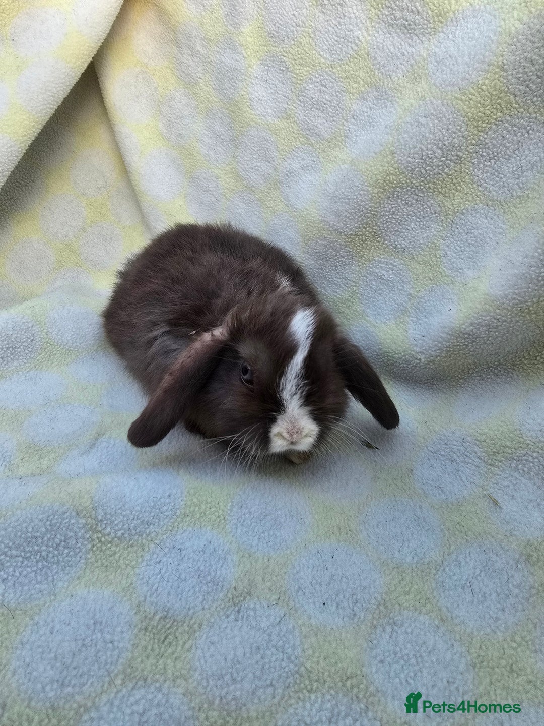 Mini Lop rabbits for sale:  stunning mini  lops   in Uxbridge - Image 6