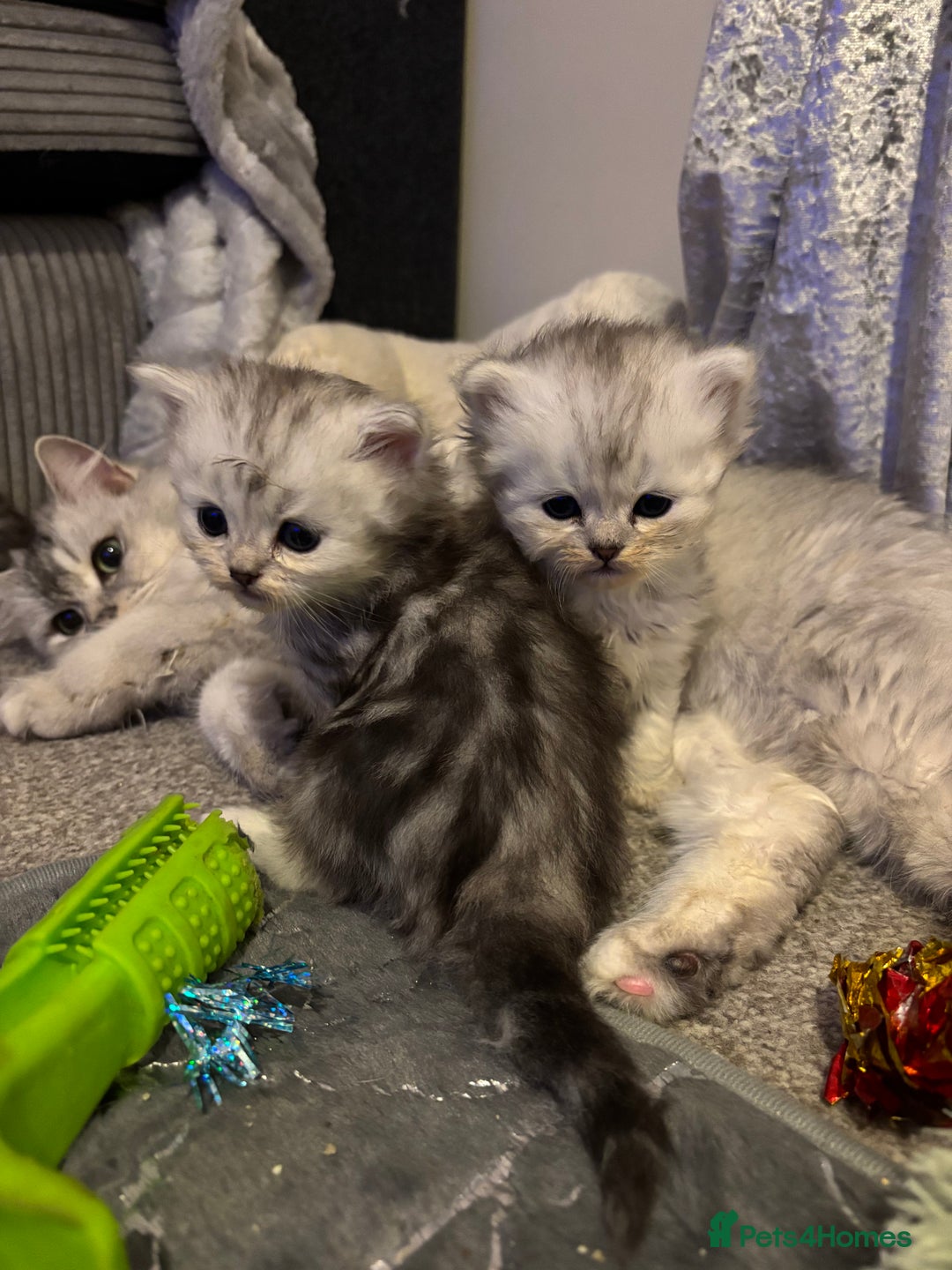 Maine Coon cats for sale: Maincoon / Persian babies looking for laps  - Advert 7