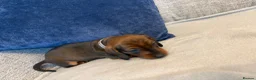 Miniature Dachshund dogs for sale: Beautiful Miniature Dachshund Puppies - Advert 13