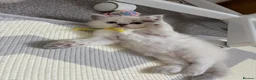 Ragdoll cats for sale: 2 beautiful ragdoll‘s girls for sale  - Advert 8