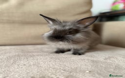 Lionhead rabbits for sale: Lionhead bunnies  - Image 3