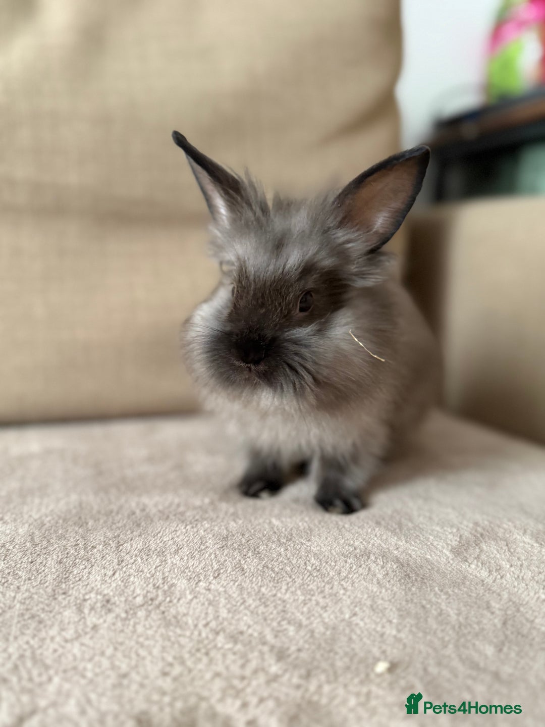 Lionhead rabbits for sale: Lionhead bunnies  - Image 3