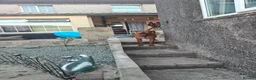 Mixed Breed dogs for sale: Kobie - doberman  ** tiff  in Bargoed - Advert 13