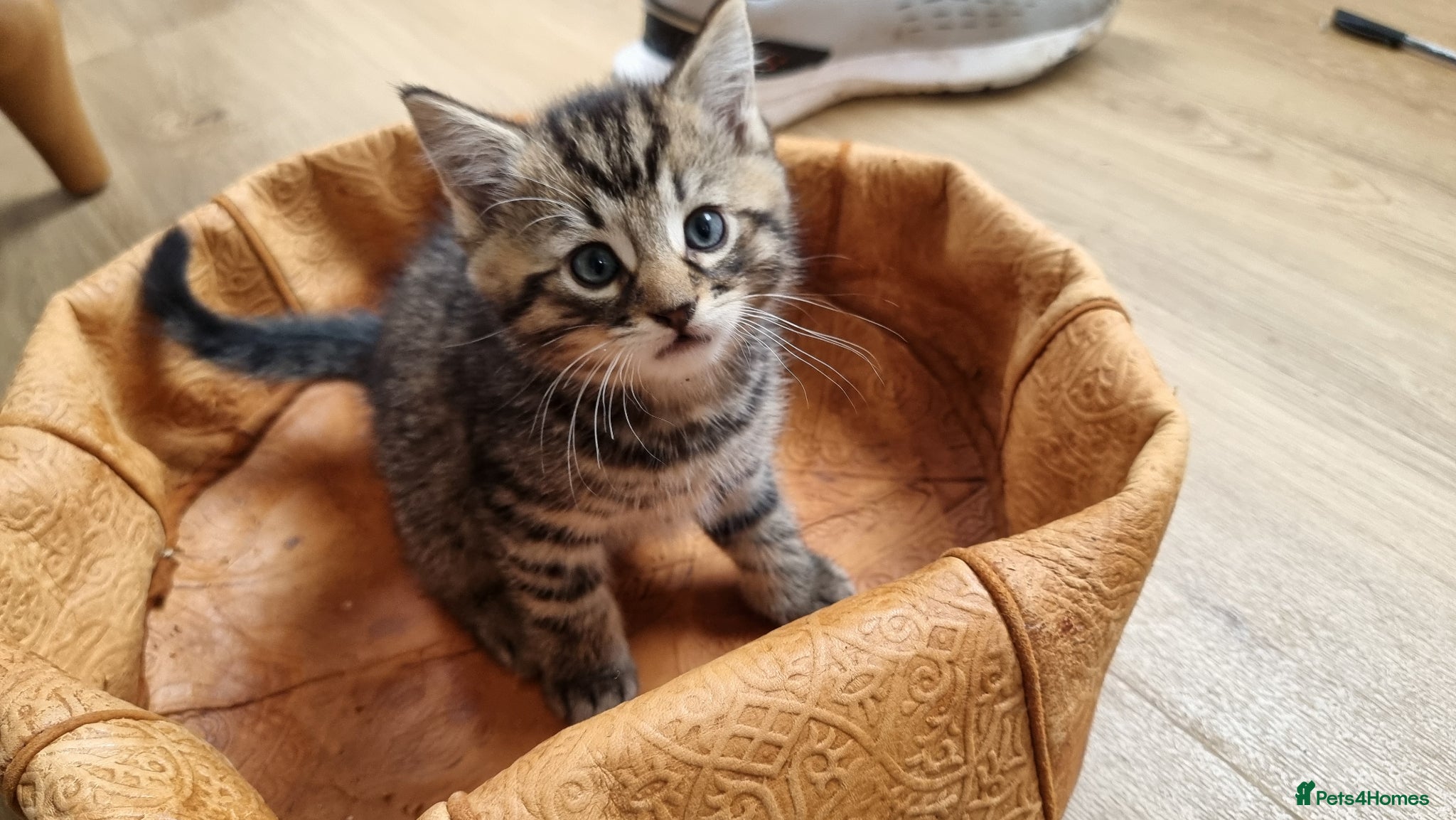 Mixed Breed cats for sale: BONDED PAIR bro/sis kittens - Advert 3