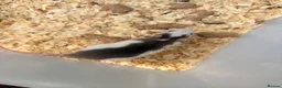 Rat rodents for sale: Baby rats for sale  - Advert 1