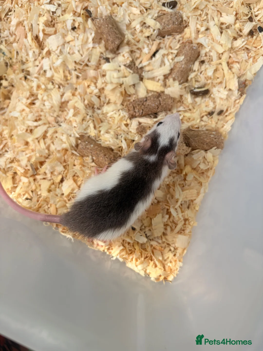 Rat rodents for sale: Baby rats for sale  - Advert 1