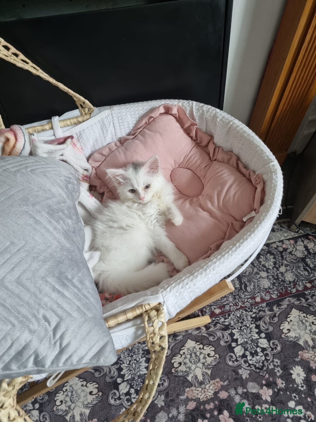 British Longhair cats for sale: Male British shorthair x Bengal  - Image 2