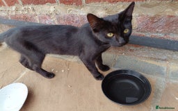 Mixed Breed cats for sale: Adorable kitties ready to go.  - Image 3