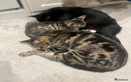 Mixed Breed cats for sale: Male white tabby available for rehoming - Image 5