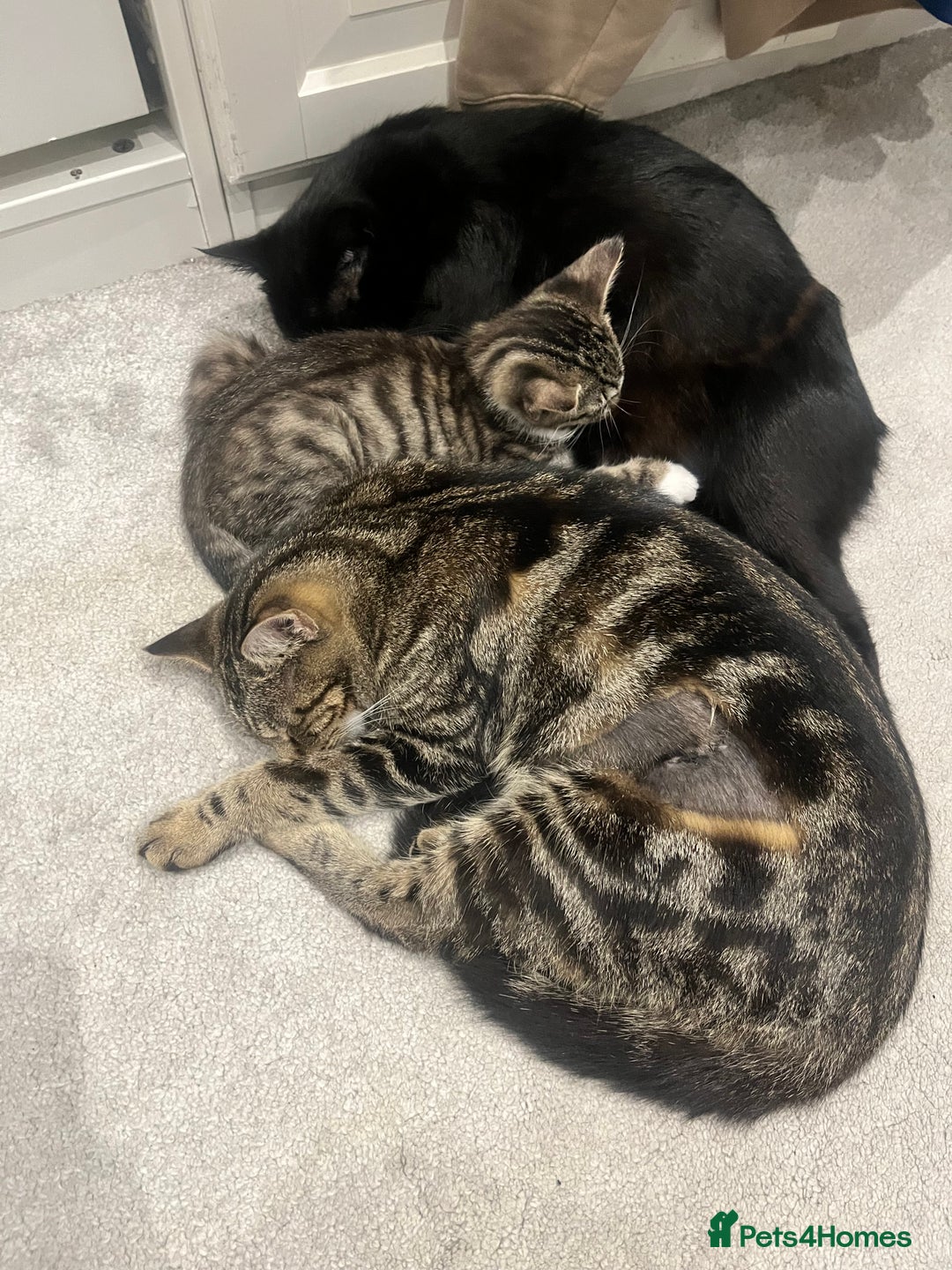 Mixed Breed cats for sale: Male white tabby available for rehoming - Image 5