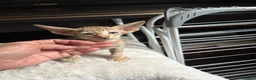 Oriental cats for sale: GCCF Oriental Kittens  in Stratford-upon-Avon - Advert 6