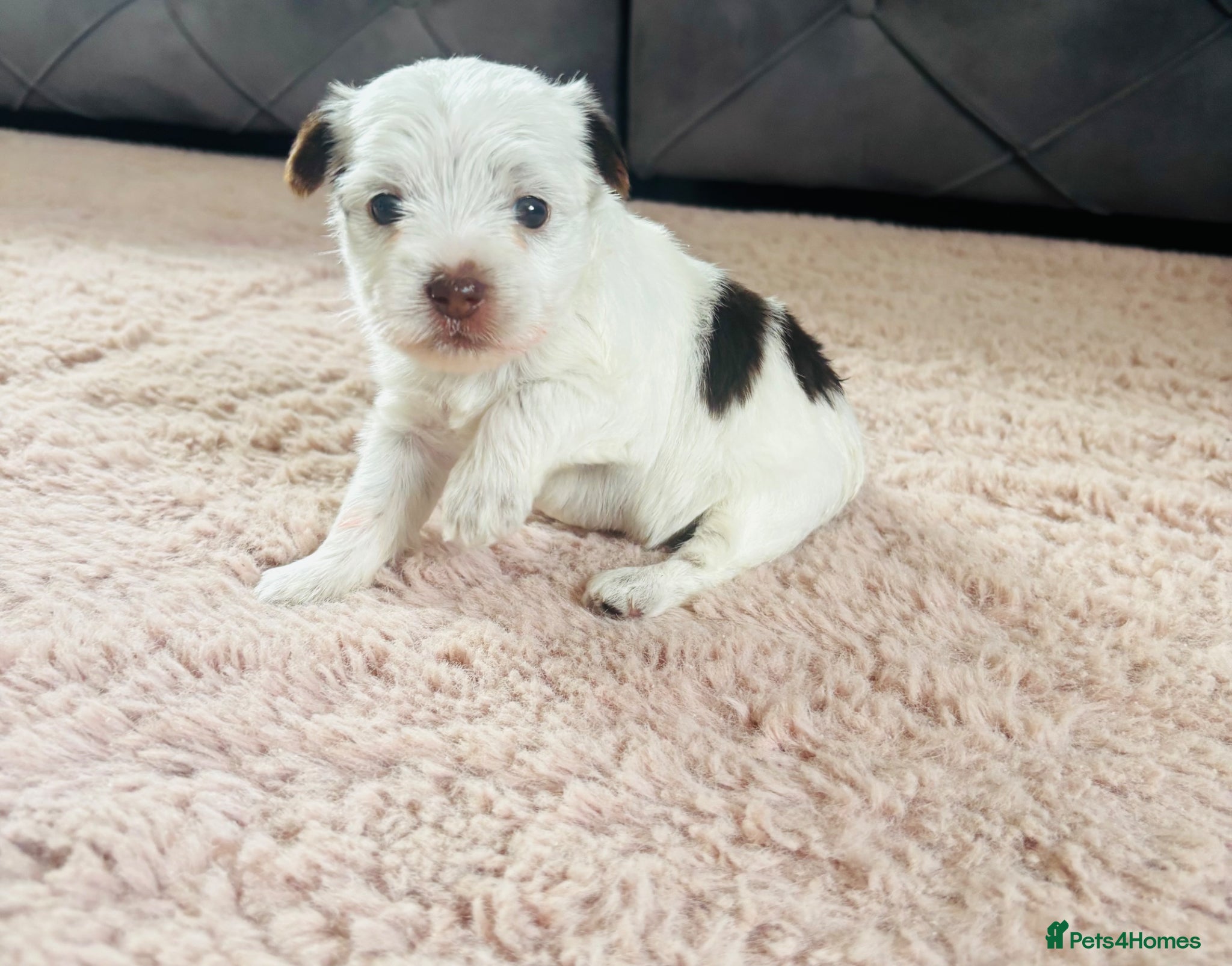 Yorkshire Terrier dogs for sale: Beautiful biewer Yorkshire terrier - Advert 7