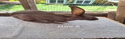 Belgian Hares rabbits for sale: Young pure bred hares for sale - Advert 3