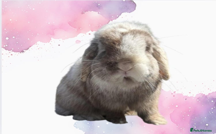 Mini Lop rabbits - Advert 5