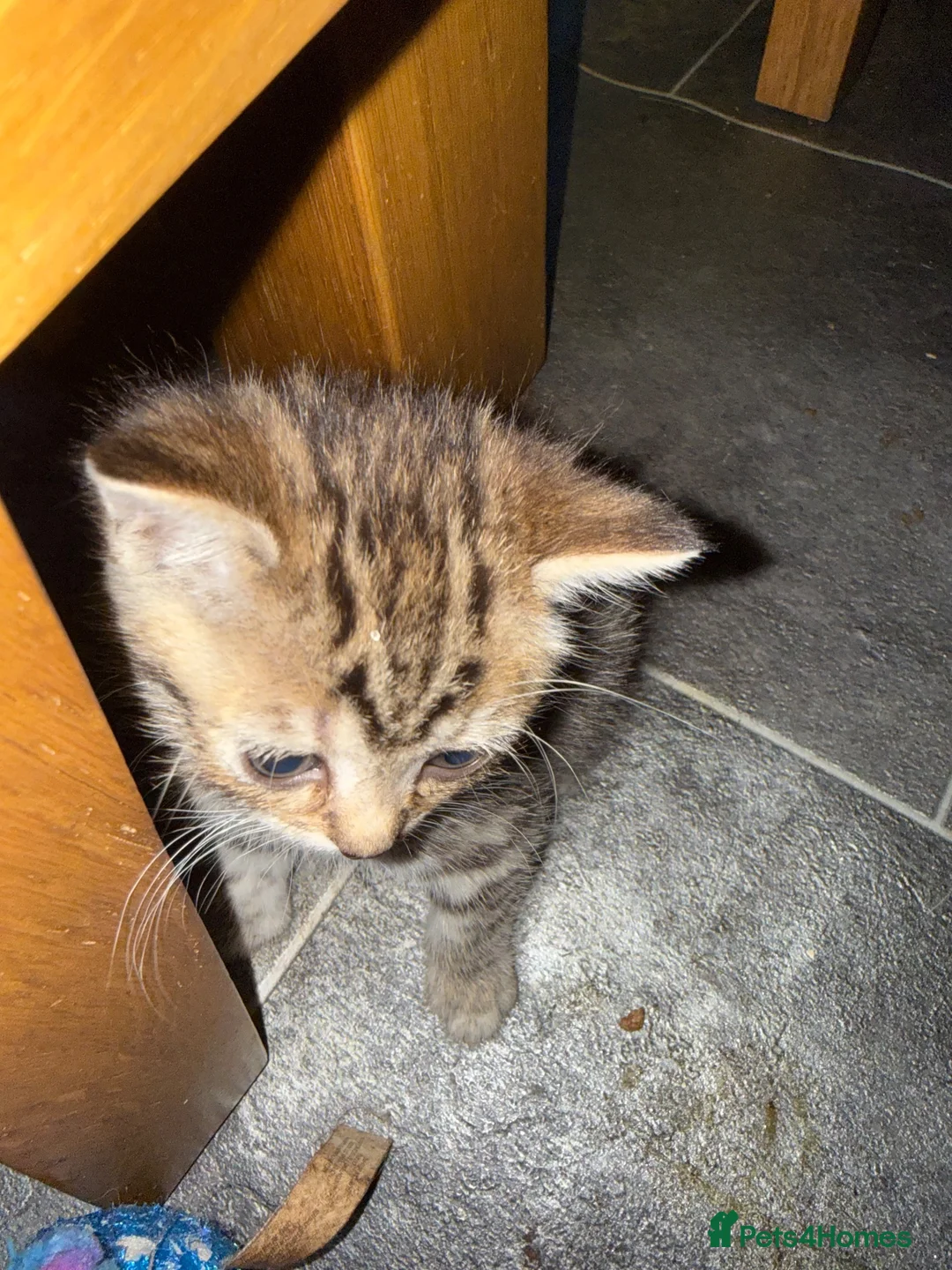 Mixed Breed cats for sale: Gorgeous half bengal kittens for sale  - Advert 5