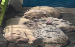 French Bulldog dogs for sale: Pedigree french bulldogs  - Image 2