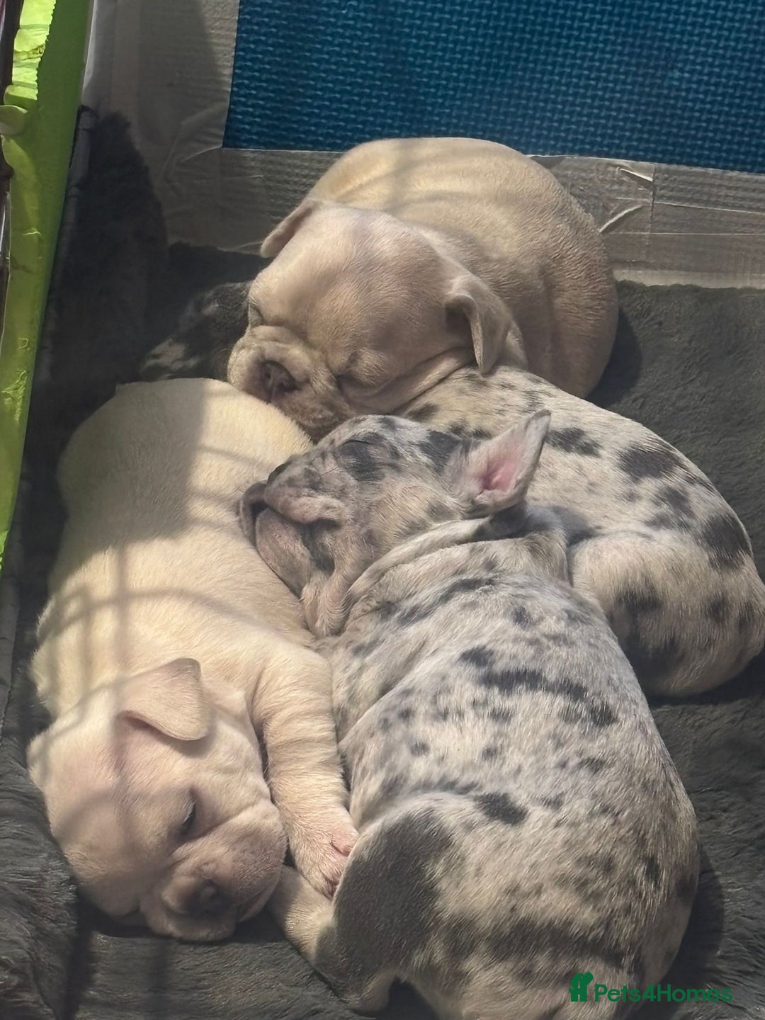 French Bulldog dogs for sale: Pedigree french bulldogs  - Image 2