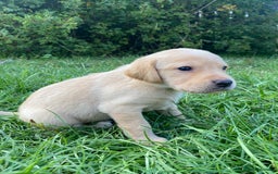 Labrador Retriever dogs for sale: Exceptional Quality KC Reg Labrador Puppies  - Image 4