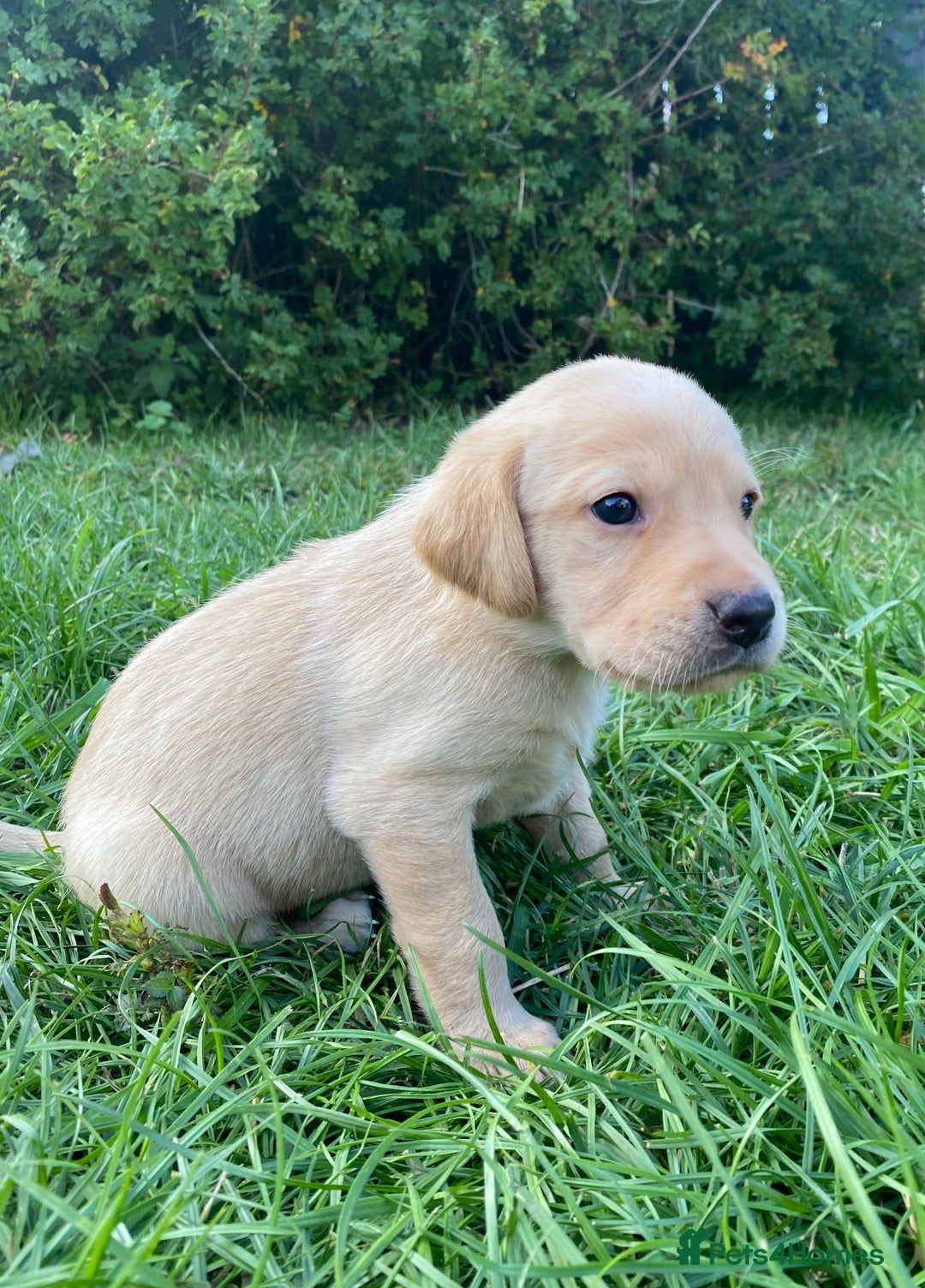 Labrador Retriever dogs for sale: Exceptional Quality KC Reg Labrador Puppies  - Image 4