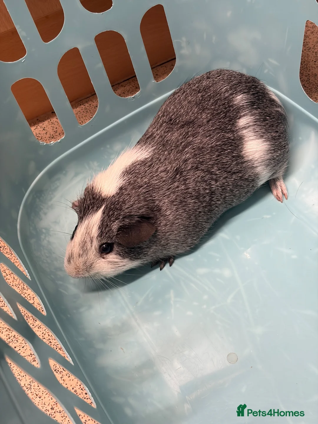 Guinea Pig rodents for sale: Male Guinea pig  in Northampton - Advert 7