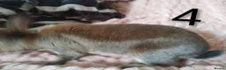 Rex rabbits for sale: 4 baby female Rex's - Advert 18