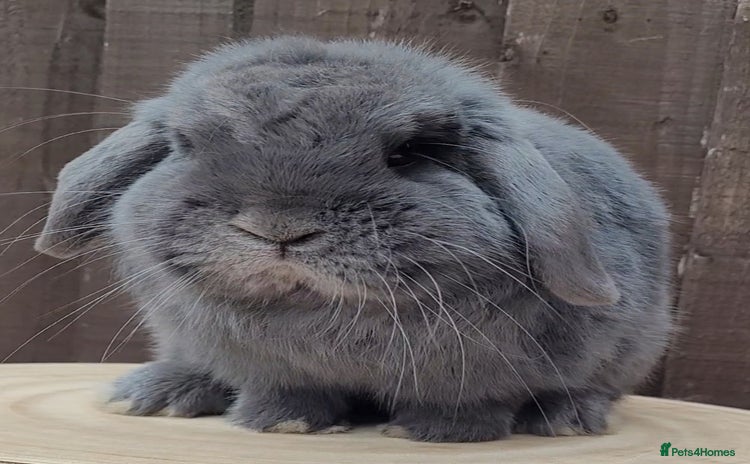 Mini Lop rabbits - Advert 7
